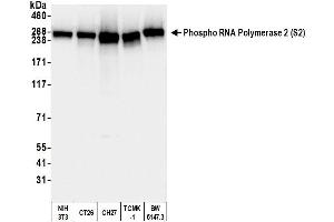Western Blotting (WB) image for anti-RNA Polymerase II (pSer2) antibody (ABIN7454655) (RNA Polymerase II antibody  (pSer2))