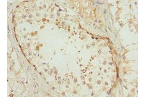 Immunohistochemistry of paraffin-embedded human testis tissue using ABIN7163723 at dilution of 1:100 (POC1B antibody  (AA 299-478))
