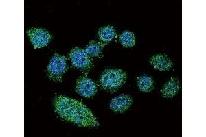 Confocal immunofluorescent analysis of IRF9 antibody with HeLa cells followed by Alexa Fluor 488-conjugated goat anti-rabbit lgG (green). (IRF9 antibody  (AA 75-104))