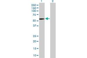 GAL3ST4 antibody  (AA 1-486)