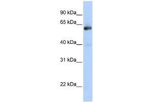 WB Suggested Anti-NAB1 Antibody Titration:  0. (NAB1 antibody  (C-Term))
