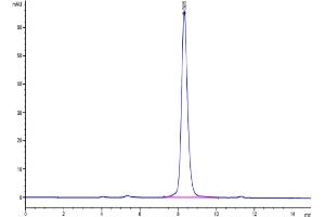 The purity of Human IL-1 Rrp2 (C154S,C262S) is greater than 95 % as determined by SEC-HPLC. (IL1RL2 Protein (Cys154Ser-Mutant, Cys262Ser-Mutant) (His tag))