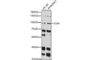 Western blot analysis of extracts of various cell lines, using TLR4 antibody (ABIN6134489, ABIN6149223, ABIN6149226 and ABIN6220893) at 1:1000 dilution. (TLR4 antibody  (AA 500-600))