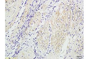 Actin antibody