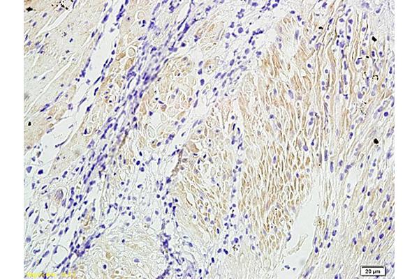 Actin antibody