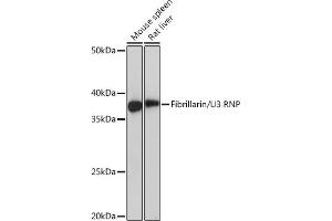 Western blot analysis of extracts of various cell lines, using Fibrillarin/U3 RNP Rabbit mAb (ABIN7267175) at 1:1000 dilution. (Fibrillarin antibody)