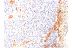 Formalin-fixed, paraffin-embedded human Tonsil stained with VEGF Mouse Monoclonal Antibody (VG1). (VEGFA antibody)
