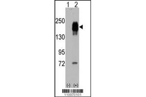 Western blot analysis of EGFR using rabbit polyclonal EGFR Antibody.