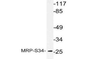 Western blot (WB) analysis of MRP-S34 antibody in extracts from Jurkat cells.