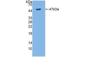 Detection of Recombinant AQP4, Rat using Polyclonal Antibody to Aquaporin 4 (AQP4) (Aquaporin 4 antibody  (AA 179-314))