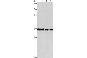 Western Blotting (WB) image for anti-Inhibin, beta C (INHBC) antibody (ABIN2421733) (INHBC antibody)