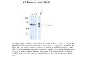 Image no. 1 for anti-Progerin (AA 604-611) antibody (ABIN1042661) (Progerin (AA 604-611) antibody)