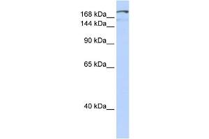 WB Suggested Anti-NFAT5 Antibody Titration:  0. (NFAT5 antibody  (Middle Region))
