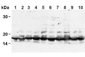 Western Blotting (WB) image for anti-Histone H2A antibody (ABIN1107544) (Histone H2A antibody)