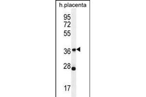 OR4L1 Antibody (C-term) (ABIN656068 and ABIN2845417) western blot analysis in human placenta tissue lysates (35 μg/lane).