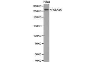 Western Blotting (WB) image for anti-RNA Polymerase II Subunit RPB1 (POLR2A) antibody (ABIN1874182) (POLR2A/RPB1 antibody)