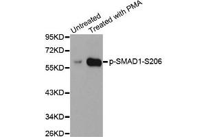 Western Blotting (WB) image for anti-SMAD, Mothers Against DPP Homolog 1 (SMAD1) (pSer206) antibody (ABIN1870611) (SMAD1 antibody  (pSer206))