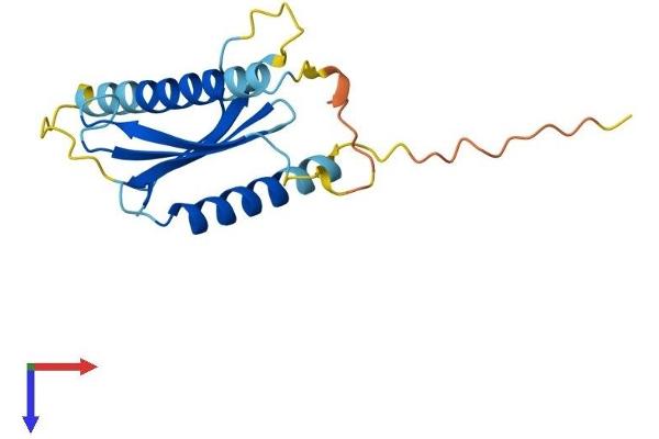 Adaptor-Related Protein Complex 5, sigma 1 Subunit (AP5S1) (AA 1-170) protein (His tag)