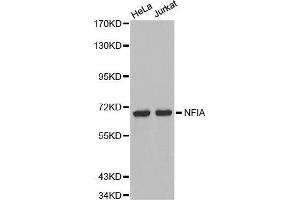 Western blot analysis of extracts of various cell lines, using NFIA antibody.