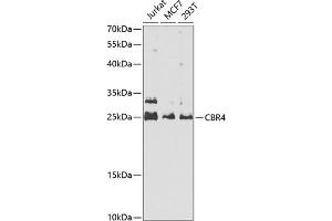 Western blot analysis of extracts of various cell lines, using CBR4 antibody  at 1:1000 dilution. (CBR4 antibody  (AA 1-237))