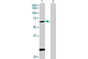 Western Blot analysis of CPNE1 expression in transfected 293T cell line by CPNE1 MaxPab polyclonal antibody. (CPNE1 antibody  (AA 1-537))