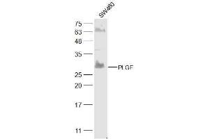 SW480 lysates probed with PLGF Polyclonal Antibody, Unconjugated  at 1:300 dilution and 4˚C overnight incubation. (PLGF antibody  (AA 166-221))