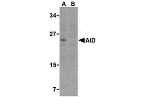 Western blot analysis of AID in Ramos whole cell lysate with AP30028PU-N AID antibody at 2 μg/ml in either the (A) absence or (B) presence of blocking peptide. (AICDA antibody  (C-Term))