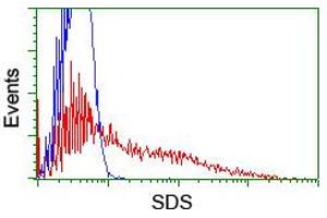 HEK293T cells transfected with either RC217814 overexpress plasmid (Red) or empty vector control plasmid (Blue) were immunostained by anti-SDS antibody (ABIN2455350), and then analyzed by flow cytometry. (serine Dehydratase antibody)