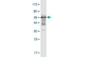 Western Blot detection against Immunogen (58. (MPPED2 antibody  (AA 1-294))