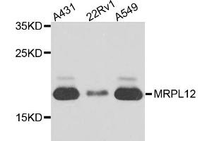 Western blot analysis of extracts of various cell lines, using MRPL12 antibody. (MRPL12 antibody)