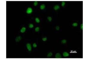Immunostaining analysis in HeLa cells. (HOXC9 antibody)
