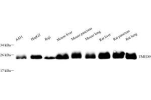 Western blot analysis of TMED9 (ABIN7075988),at dilution of 1: 4000 (TMED9 antibody)