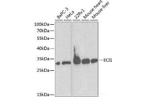 Western blot analysis of extracts of various cell lines using ECI1 Polyclonal Antibody at dilution of 1:1000.