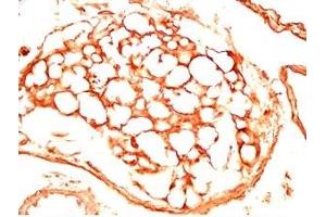 Mouse visceral fat tissue was stained by Rabbit Anti-sFRP-2 (25-50) (Human) Antiserum (SFRP2 antibody  (AA 25-50))