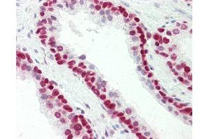 Anti-HMGN1 antibody IHC staining of human prostate. (HMGN1 antibody  (C-Term))