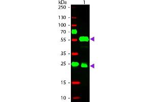 Western Blot of Donkey anti-Guinea Pig IgG Pre-Absorbed Rhodamine Conjugated Secondary Antibody. (Donkey anti-Guinea Pig IgG (Heavy & Light Chain) Antibody (TRITC) - Preadsorbed)