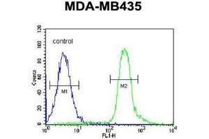 VPS52 Antibody (C-term) flow cytometric analysis of MDA-MB435 cells (right histogram) compared to a negative control cell (left histogram). (VPS52 antibody  (C-Term))