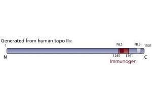 Image no. 3 for anti-Topo IIalpha (AA 1245-1361) antibody (ABIN968475) (Topo IIalpha (AA 1245-1361) antibody)