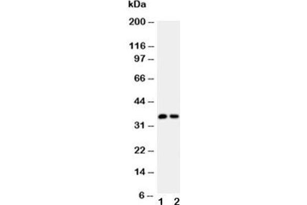 CALB1 antibody  (AA 2-175)