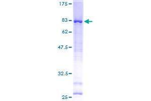 ANKS1B Protein (AA 1-510) (GST tag)