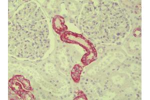 Anti-Paralemmin 3 / PALM3 antibody IHC staining of human kidney.
