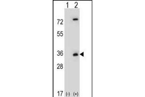 Western blot analysis of CASP3 (arrow) using rabbit polyclonal CASP3 Antibody (ABIN651176 and ABIN2840112). (Caspase 3 antibody  (Asp175))