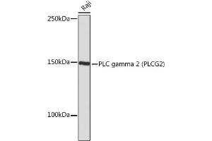 Western blot analysis of extracts of Raji cells, using PLC gamma 2 (PLC gamma 2 (PLCG2)) Rabbit mAb (ABIN7269342) at 1:1000 dilution. (Phospholipase C gamma 2 antibody)