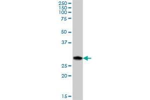 C12orf46 MaxPab polyclonal antibody. (ERP27 antibody  (AA 1-273))