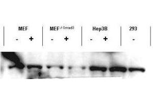 Western blot using  affinity purified anti-Smad3 antibody shows detection of endogenous Smad3 in both unstimulated and stimulated cell lysates. (SMAD3 antibody  (C-Term))