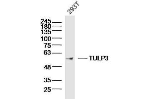 293T Cell lysates probed with TULP3 Polyclonal Antibody, unconjugated  at 1:300 overnight at 4°C followed by a conjugated secondary antibody for 60 minutes at 37°C. (TULP3 antibody  (AA 251-350))
