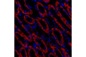 Immunofluorescent analysis of paraformaldehyde-fixed mouse kidney using,Cadherin 16 (ABIN7073265) at dilution of 1: 1000 (Cadherin-16 antibody)
