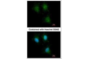 ICC/IF Image Immunofluorescence analysis of methanol-fixed HeLa, using IFITM1, antibody at 1:500 dilution. (IFITM1 antibody)