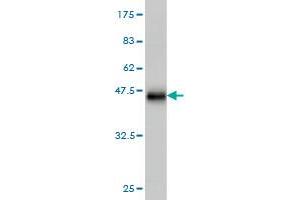 Western Blot detection against Immunogen (36. (MFAP3 antibody  (AA 262-362))