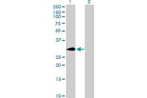 Western Blot analysis of SLA expression in transfected 293T cell line by SLA MaxPab polyclonal antibody. (SLA antibody  (AA 1-276))